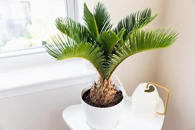SOGO Palm Plant Potting Soil - All-Natural Blend for Thriving SOGO Palm Plants - Boosts Root Health and Distinctive Form - 10 Quart by GreenHaven Gardens