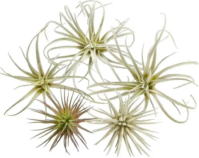CHIVE Artificial Air Plants — Bulk Set of 5, Small — Ultra Realistic Fake Tillandsia Bromeliad Plants — Decorative Faux Succulents for Home & Office Decor — No Care Needed! by GreenHaven Gardens