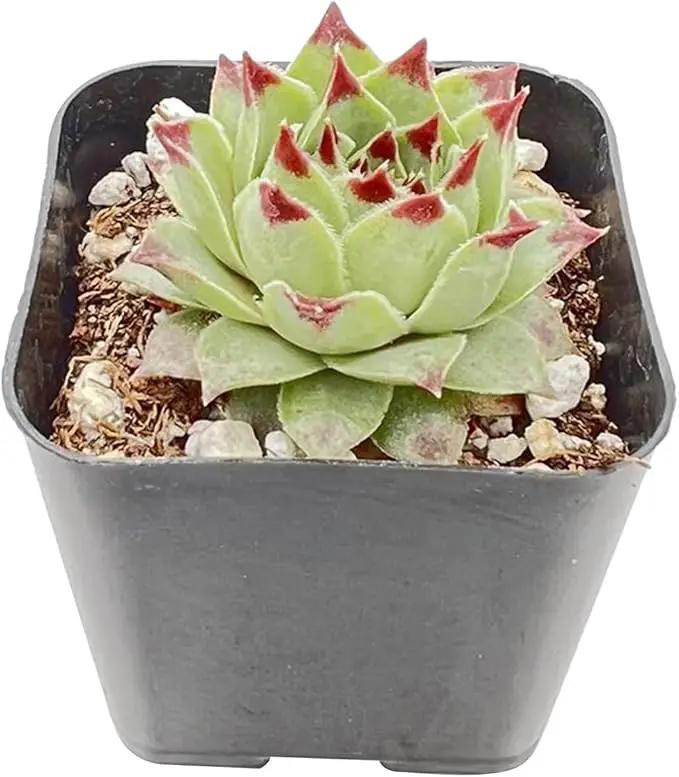 Live Succulent Sempervivum 'calcareum', Approx 2-inch Large, Potted Succulents, Fully Rooted, Easy Care House Plants by GreenHaven Gardens