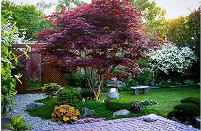 Red Japanese Maple Trees 2-Pack – Live Plants, 2-3 Ft Tall, Stunning Foliage by GreenHaven Gardens