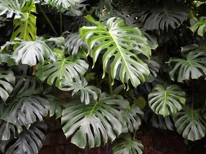 Premium Monstera Borsigiana Potting Mix - Retains Moisture and Promotes Root Growth by Gardenera - 5 Quart by GreenHaven Gardens