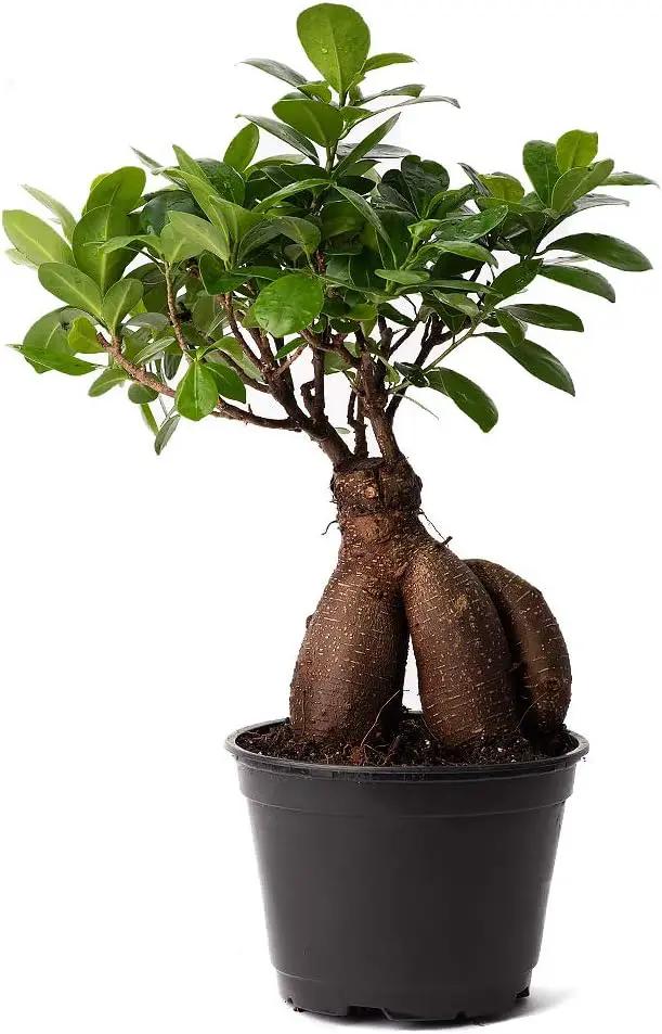 American Plant Exchange Ficus Ginseng Microcarpa – 4-Inch with Pot – Live Easy Care Bonsai Tree, Air Purifying Indoor Plant for Home, Office, or Zen Décor by GreenHaven Gardens