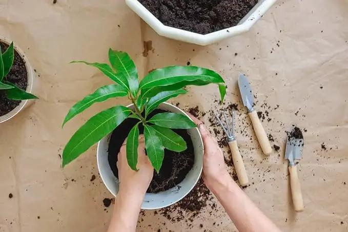 Mango Tree Potting Soil - All-Natural Blend for Thriving Mango Trees - Boosts Root Health and Delicious Harvests - 10 Quart by GreenHaven Gardens