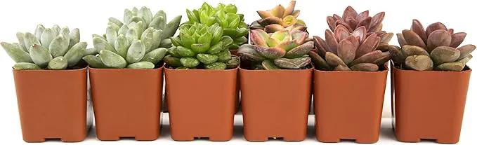 Succulents Plants Live (12PK) Potted Succulent Plants Live House Plants, Cactus Plants Live Plants Indoor Plants Live Houseplants, Indoor Plant Succulents Live Plant House Plant by Plants for Pets by GreenHaven Gardens