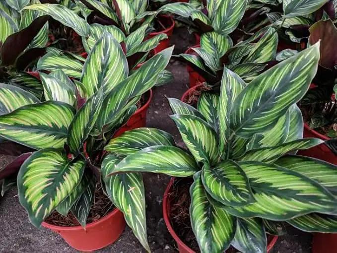 Premium Calathea Plant Potting Mix - Crafted for Vibrant Growth and Striking Foliage - 1 Quart by GreenHaven Gardens
