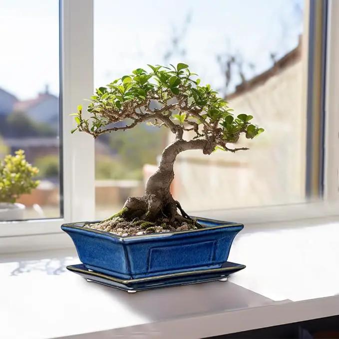 Bonsai Pots Small Shallow Succulent Planters for Live Bonsai Trees Set of 2, 7.5" Ceramic Pot for Succulents Indoor with Drainage Hole and Saucer, Outdoor Cactus Plant Bonsai Pot by GreenHaven Gardens