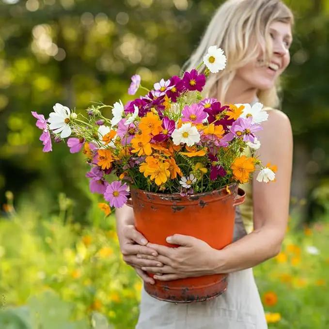 Eden Brothers Crazy for Cosmos Flower Mixed Seeds for Planting, 1 lb, 480,000+ Seeds with Cosmos Gloria, Pinkie, Purity | Attracts Pollinators, Plant in Spring or Fall, Zones 3, 4, 5, 6, 7, 8, 9, 10 by GreenHaven Gardens
