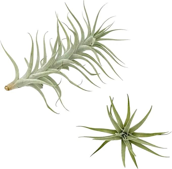 Live Air Plants - Tillandsia Albida 7-12" - 2ct – ragnaroc Live Indoor Plant - Live Arrival Guaranteed - House Plants for Home Decor & Gift by GreenHaven Gardens