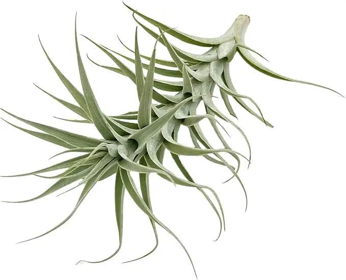 Live Air Plants - Tillandsia Albida 7-12" - 5ct – ragnaroc Live Indoor Plant - Live Arrival Guaranteed - House Plants for Home Decor & Gift by GreenHaven Gardens