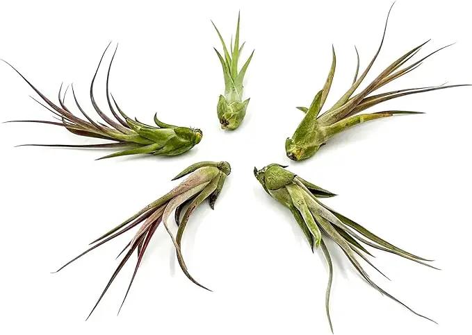 Live Air Plant – Tillandsia Capiput, Jumbo 6-9” - 3 ct - Live Arrival Guaranteed - House Plants for Home Decor & Gift by GreenHaven Gardens