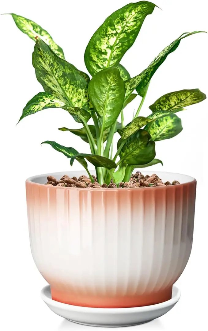 8 Inch Plant Pot, Ceramic Planter with Drainage and Saucer, Ceramic Pots for Plants, Indoor Plant pots,Ceramic Flower pots(Orange+ White, Plants NOT Included) by GreenHaven Gardens