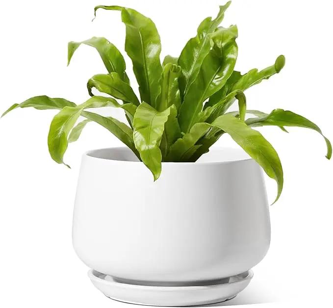 LE TAUCI Ceramic Planters, 10 Inch Pots for Plants, Indoor Plant Pots with Drainage Holes and Saucers, Modern Planters Fit Mid Century Plant Stand, Flower Pots for Indoor Plants, White by GreenHaven Gardens