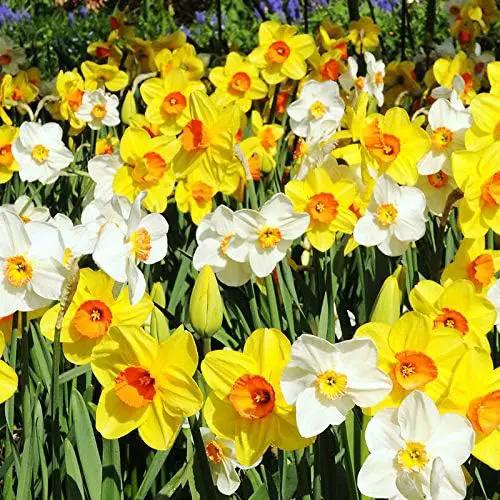 100 Narcissus Daffodil Mix Flower Bulb Box with Easy Carry Handle - White & Yellow Colors - Weeks of Easy to Grow Flowers - Plant in Gardens, Containers & Flowerbeds - Planting Instructions Included by GreenHaven Gardens