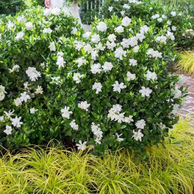 Gardenia Veitchii - Everblooming - Gardenia Jasminoides. Fragrant Evergreen Shrub with Glossy Foliage and Pure White Blooms, Perfect for Pots, Borders, or Gardens (2 Gardenia Veitchii Plants in Sac) by GreenHaven Gardens