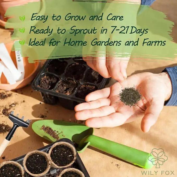 Premium Taraxacum Dandelion Seeds - 5000 Non-GMO Heirloom Purple-Stem Dandelion Seeds for Planting, Herbal Tea & Pollinators –Most Medicinal Variety (Taraxacum) by GreenHaven Gardens