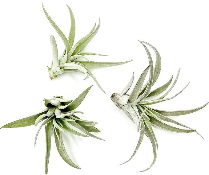 Air Plants - Flowering Tillandsia Harrisii, Large 3-5" - 3ct - Live Arrival Guaranteed - House Plants for Home Decor & Gift by GreenHaven Gardens