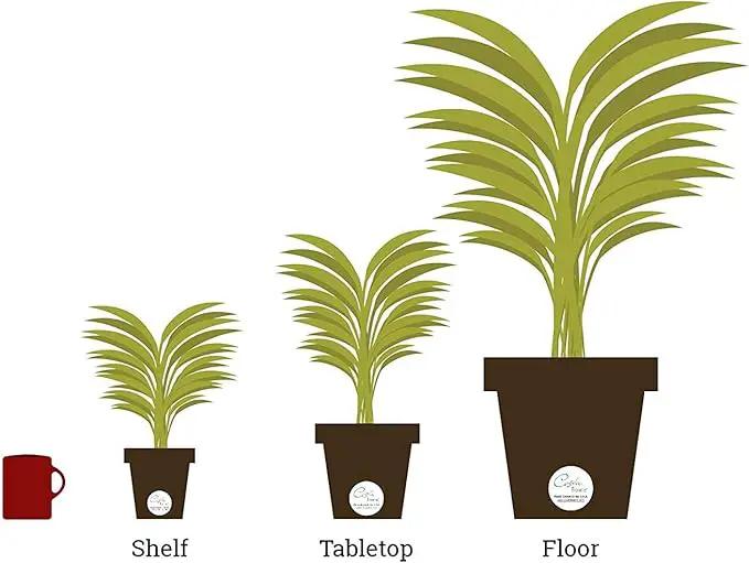 Costa Farms Spathiphyllum Peace Lily Live Indoor Plant in in Premium Scheurich Ceramic Planter, 15-Inch by GreenHaven Gardens
