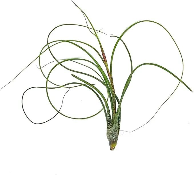 Live Air Plants - Tillandsia Butzii, Jumbo 7-9" - 5ct - Live Arrival Guaranteed - House Plants for Home Decor & Gift by GreenHaven Gardens