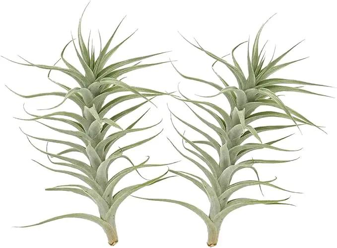 Live Air Plants - Tillandsia Albida 7-12" - 2ct – ragnaroc Live Indoor Plant - Live Arrival Guaranteed - House Plants for Home Decor & Gift by GreenHaven Gardens