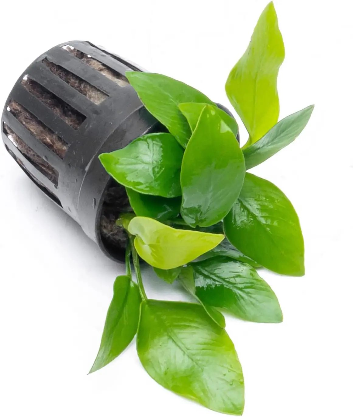 Anubias Live Aquarium Plants - Potted Freshwater Plant for Fish Tanks, Terrariums - Beginner Friendly Low Light (Nana Golden, 3 Pots) by GreenHaven Gardens