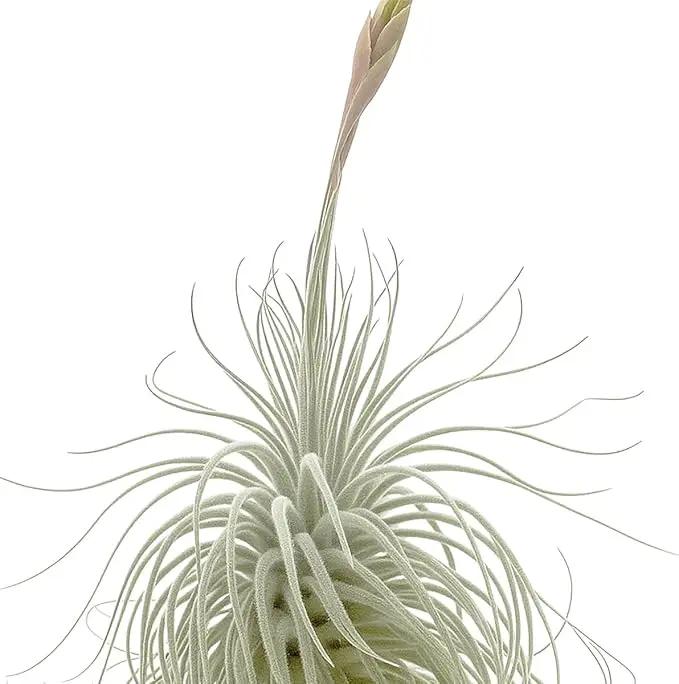 Live air Plant - Tillandsia Tectorum Air Plant 4-6" – 2ct – Unique Shape with Silvery Fuzz – Low Maintenance Houseplant – Perfect for Decor, Terrariums, Gifts - Live Arrival Guaranteed by GreenHaven Gardens