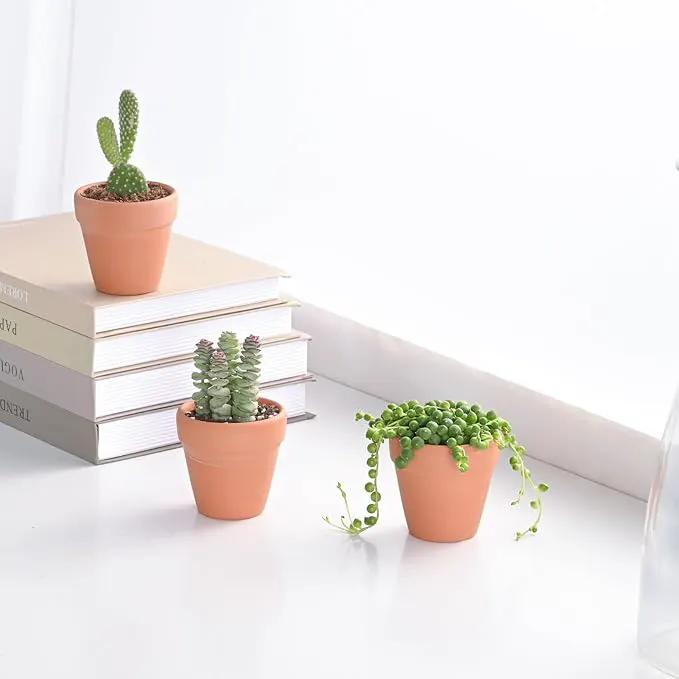 Live Succulent String of Pearls, Approx 2-inch Large, Potted Succulents, Fully Rooted, Easy Care House Plants by GreenHaven Gardens