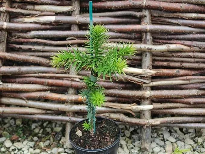 Premium Araucaria Potting Soil Mix - Perfect Balance of Nutrients, Drainage, and Aeration for Healthy Araucaria Trees - 4 Quart by GreenHaven Gardens