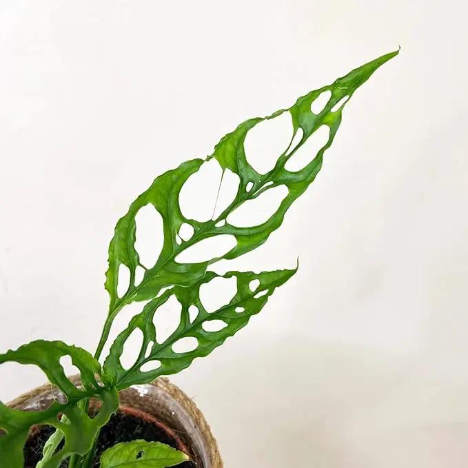 Handcrafted Monstera Obliqua Potting Mix - Optimal Nutrients for Vibrant Growth by Gardenera - 1 Quart by GreenHaven Gardens