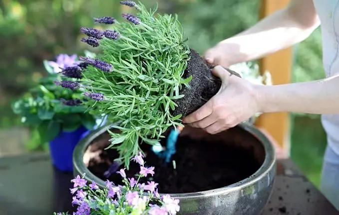 Organic Moisture Control Potting Mix - Absorbs 33% More Water Than Basic Potting Soil - 4 Quart by GreenHaven Gardens