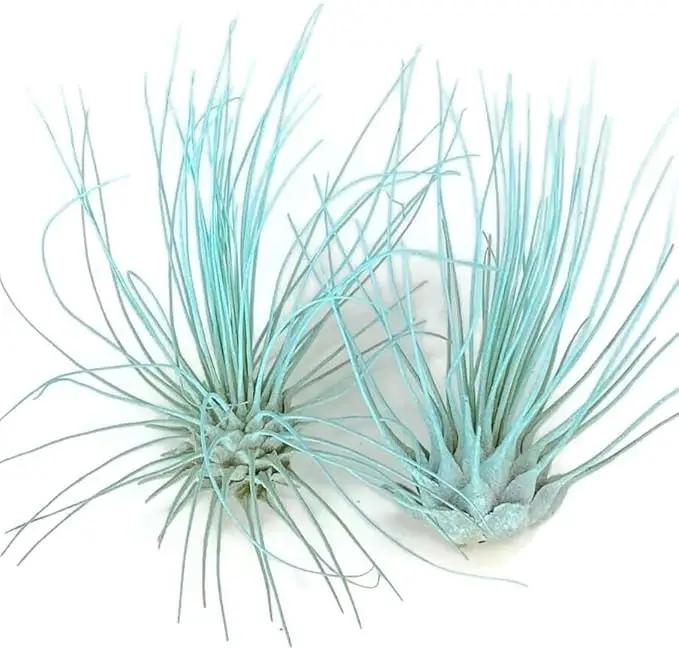Thin Air Plant, Guatemala Tillandsia Live Airplant, Healthy Arrival Guaranteed, Great Indoor Plant, Home Decor & Gift (Jade) by GreenHaven Gardens