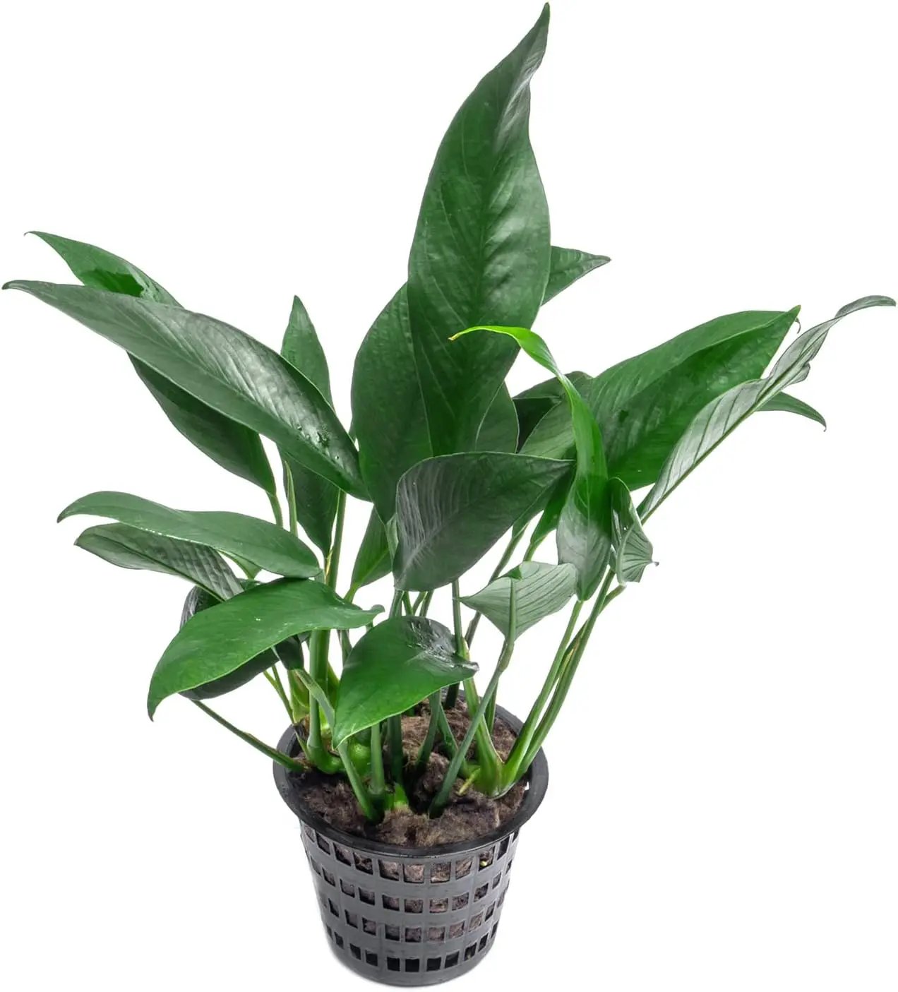 Anubias Live Aquarium Plants - Potted Freshwater Plant for Fish Tanks, Terrariums - Beginner Friendly Low Light (Lanceolata, Mother Plant) by GreenHaven Gardens