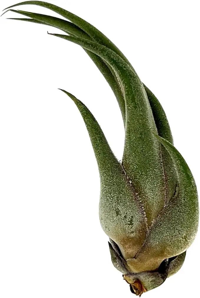 Air Plants - Tillandsia Seleriana, Large 4-6" - 5ct - Live Arrival Guaranteed - House Plants for Home Decor & Gift by GreenHaven Gardens