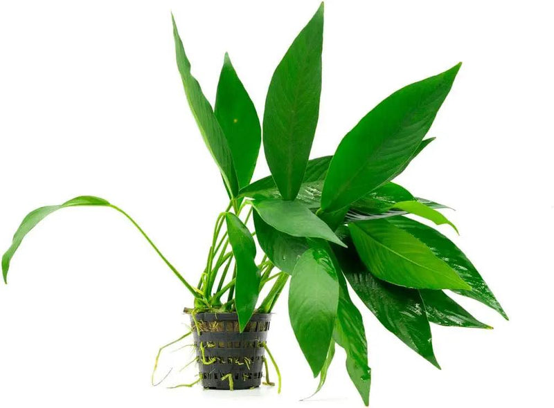 Anubias Live Aquarium Plants - Potted Freshwater Plant for Fish Tanks, Terrariums - Beginner Friendly Low Light (Congensis, Mother Plant) by GreenHaven Gardens