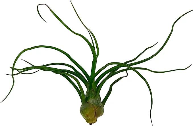 Air Plants - Flowering Tillandsia Bulbosa Guatemala, Large 3-5" - 1ct - Live Arrival Guaranteed - House Plants for Home Decor & Gift by GreenHaven Gardens