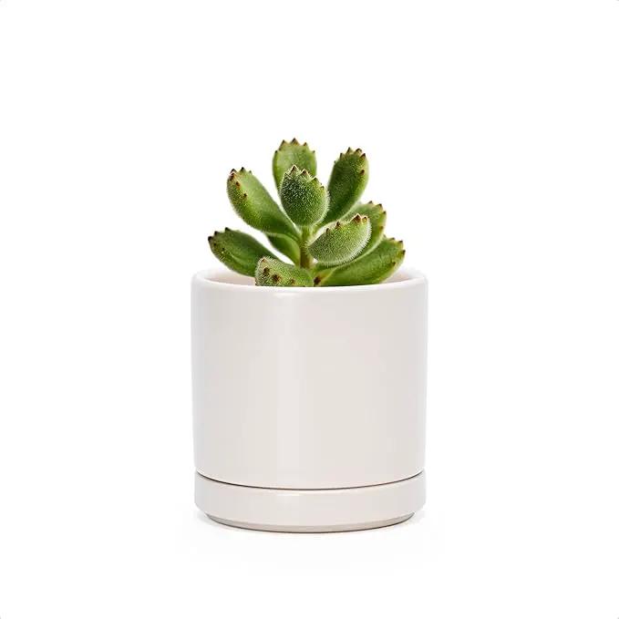 D'vine Dev 3.5 Inch Ceramic Planter Pot with Drainage Hole and Saucer, Indoor Cylinder Round Planter Pot, Oatmeal, 94-O-A-8 by GreenHaven Gardens