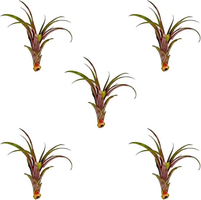 Air Plants - Tillandsia Red Capitata, Large 5-7” - 5 ct - Live Arrival Guaranteed - House Plants for Home Decor & Gift by GreenHaven Gardens