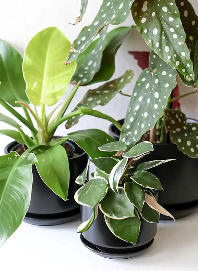 LE TAUCI Ceramic Plant Pots, 4.3+5.3+6.8 inch, Set of 3, Planters with Drainage Hole and Saucer, Indoor Flower Pot with Hole Mesh Pad, Gifts for Mom, Black by GreenHaven Gardens