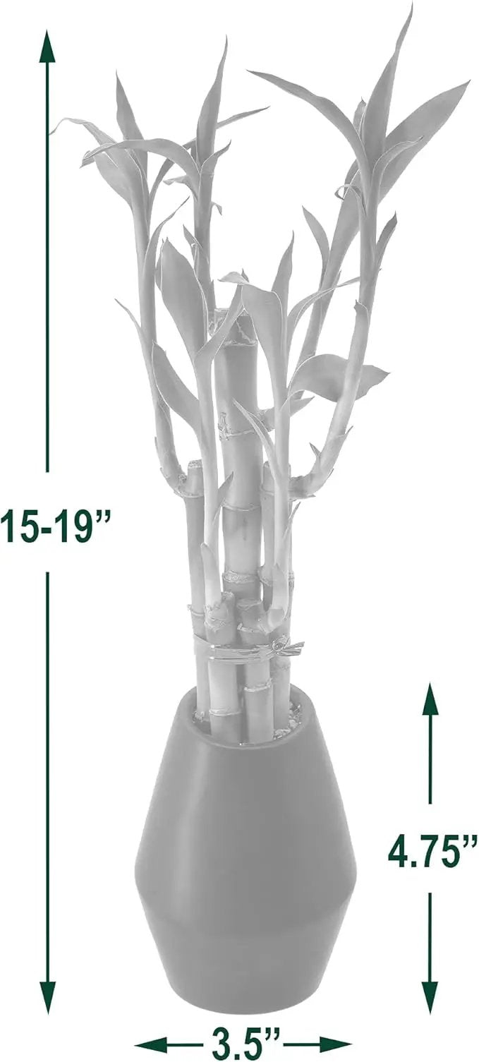 Arcadia Garden Products 5-Stem Lucky Bamboo, Live Indoor Plant in Dimension II Ceramic Planter for Home, Work, or Gift, Black ***Cannot Ship to Hawaii*** by GreenHaven Gardens