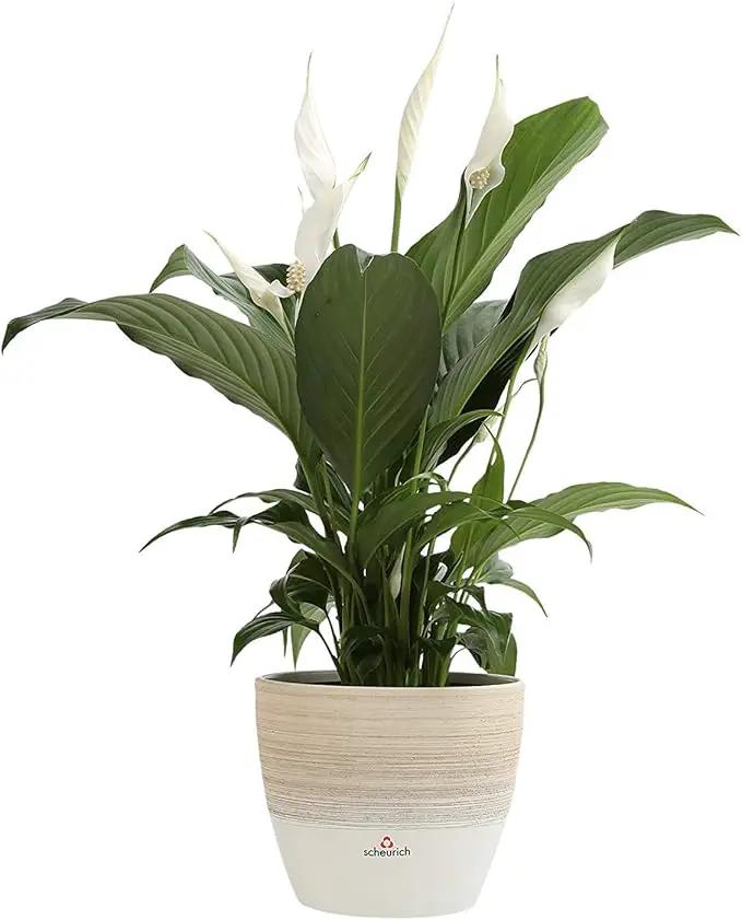 Costa Farms Spathiphyllum Peace Lily Live Indoor Plant in in Premium Scheurich Ceramic Planter, 15-Inch by GreenHaven Gardens