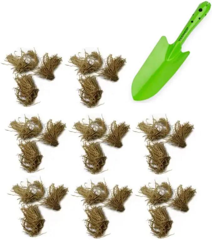 Amazing Deal - 24 Hosta Bare Roots Plants w/Planting Shovel - Mixed Heart-Shaped, Rich Green Foliage, Attracts Butterflies, Hummingbirds & Pollinators, Low Maintenance & Extremely Hardy - Zones 3–9 by GreenHaven Gardens