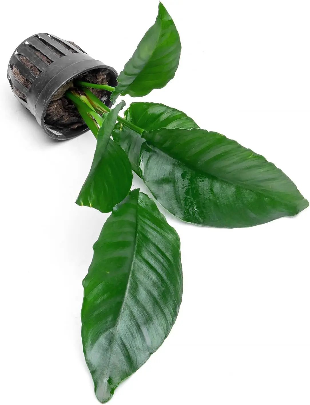 Anubias Live Aquarium Plants - Potted Freshwater Plant for Fish Tanks, Terrariums - Beginner Friendly Low Light (Heterophylla, 1 Pot) by GreenHaven Gardens