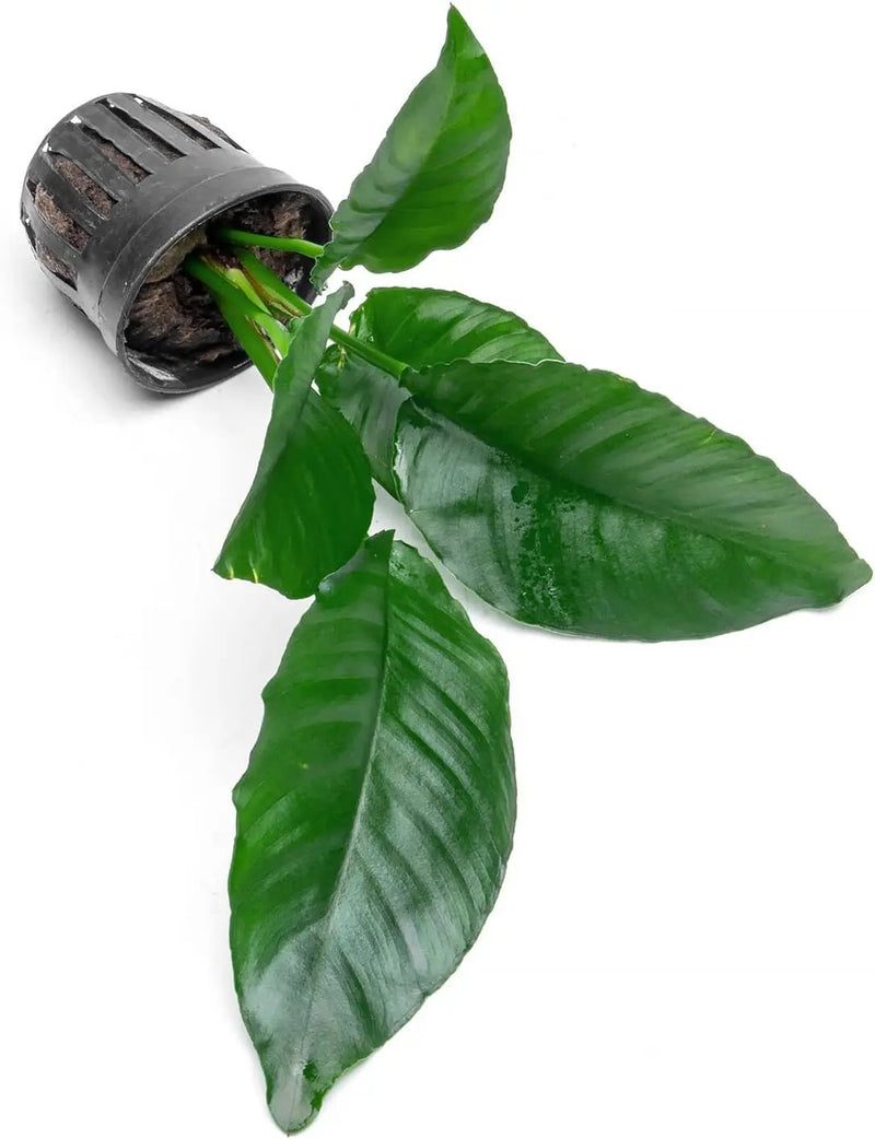 Anubias Live Aquarium Plants - Potted Freshwater Plant for Fish Tanks, Terrariums - Beginner Friendly Low Light (Heterophylla, 1 Pot) by GreenHaven Gardens