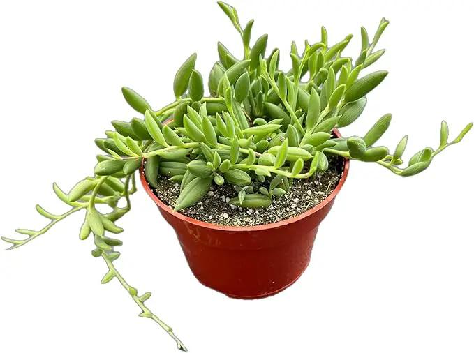 Live Succulents 'String of Bananas' (4-inch), Succulent Plants Fully Rooted in Pots with Soil, Easy-Care House Plant for DIY, Home Office Decor, Wedding Party Favor by GreenHaven Gardens