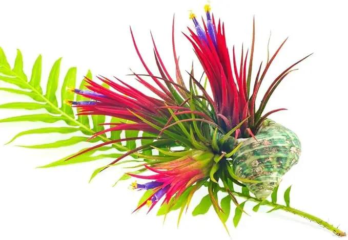 Air Plants Live, 10 Red Tillandsia Air Plants Live Houseplants for Growing Indoors Outdoors, 2 to 3 Inches Tall, Tillandsia Plants Live, Live Air Plants by GreenHaven Gardens