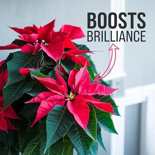 Poinsettia Plant Fertilizer - 3-1-2 NPK - Organic Liquid Plant Food for Christmas Flowers and Trees - 32oz Concentrate by GreenHaven Gardens