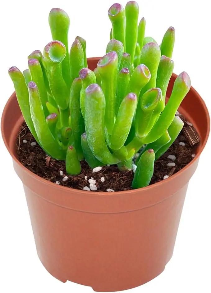 Live Succulents 'Gollum-Jade' (4-inch), Succulent Plants Fully Rooted in Pots with Soil, Easy-Care House Plant for DIY, Home Office Decor, Wedding Party Favor by GreenHaven Gardens