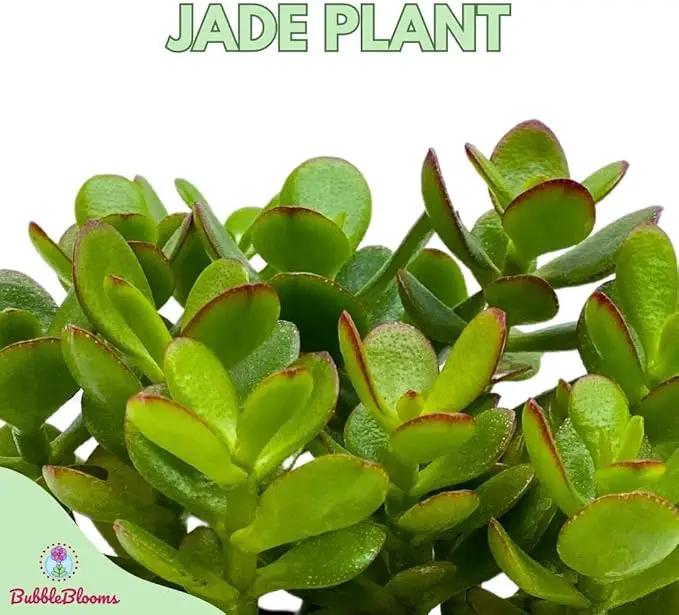 BubbleBlooms Jade Succulent in a 4 inch Pot Crassula ovata by GreenHaven Gardens