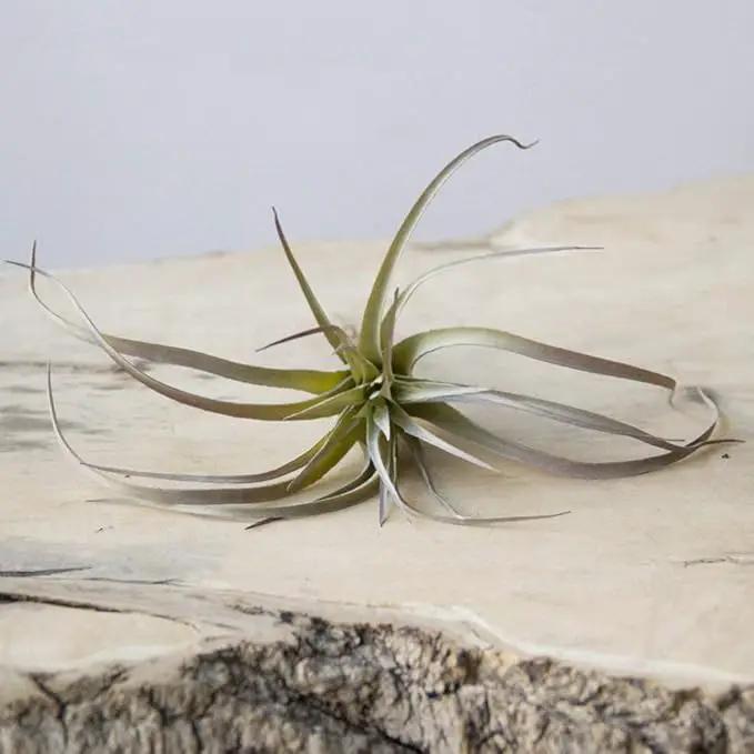 CHIVE Artificial Air Plants — Bulk Set of 5, Medium — Ultra Realistic Fake Tillandsia Bromeliad Plants — Decorative Faux Succulents for Home & Office Decor — No Care Needed! by GreenHaven Gardens
