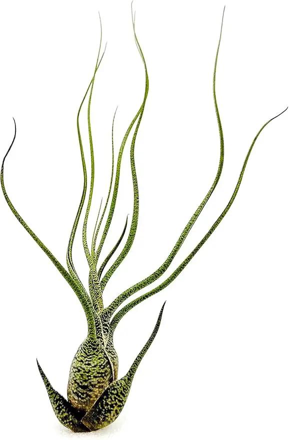 Live Air Plants - Tillandsia Butzii, Jumbo 7-9" - 5ct - Live Arrival Guaranteed - House Plants for Home Decor & Gift by GreenHaven Gardens