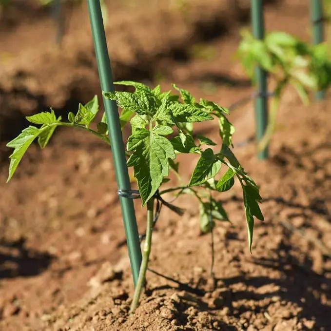 Garden Stakes 3Ft 50 Pack, 1/4-Inch Dia Ecofriendly Plant Stakes/Tomato Stakes/Green by GreenHaven Gardens